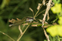 Imagem de Ischnura elegans (Vander Linden 1820)