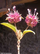 Image de Clerodendrum involucratum Vatke