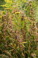 Image of greater dodder