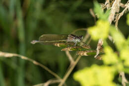 Imagem de Ischnura elegans (Vander Linden 1820)