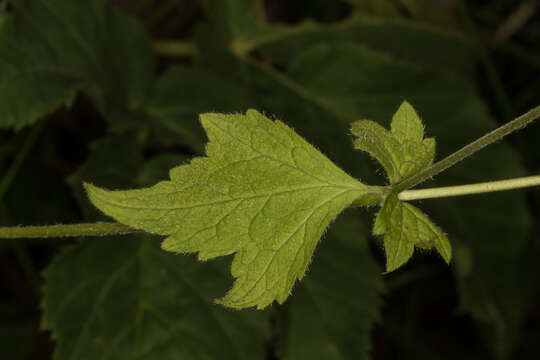 Image of Wood Avens