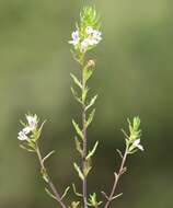 Image of Irish Eyebright