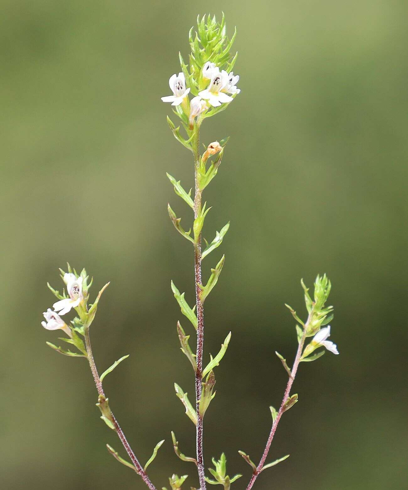 Imagem de Euphrasia salisburgensis Funck