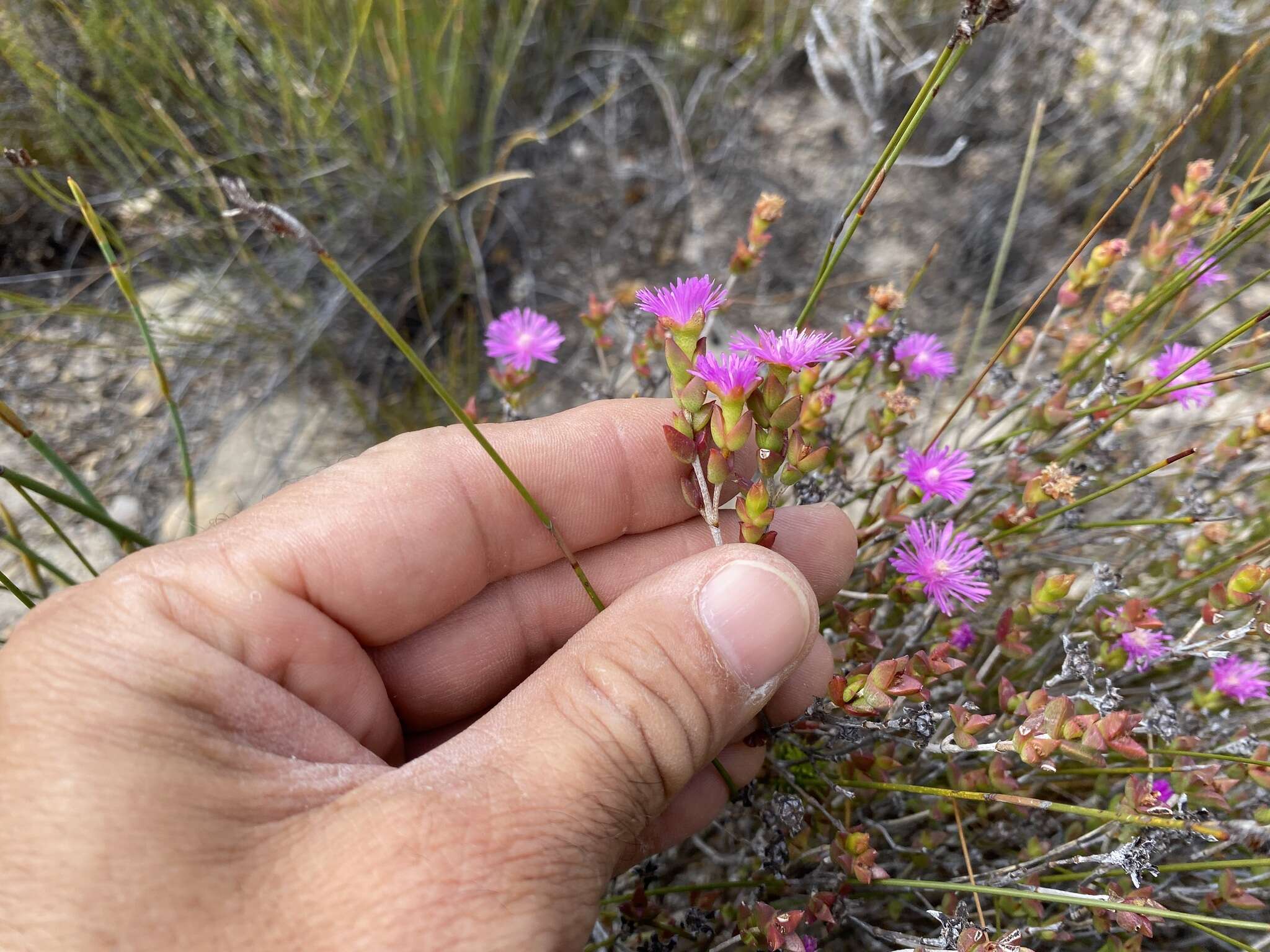 Ruschia virgata (Haw.) L. Bol. resmi