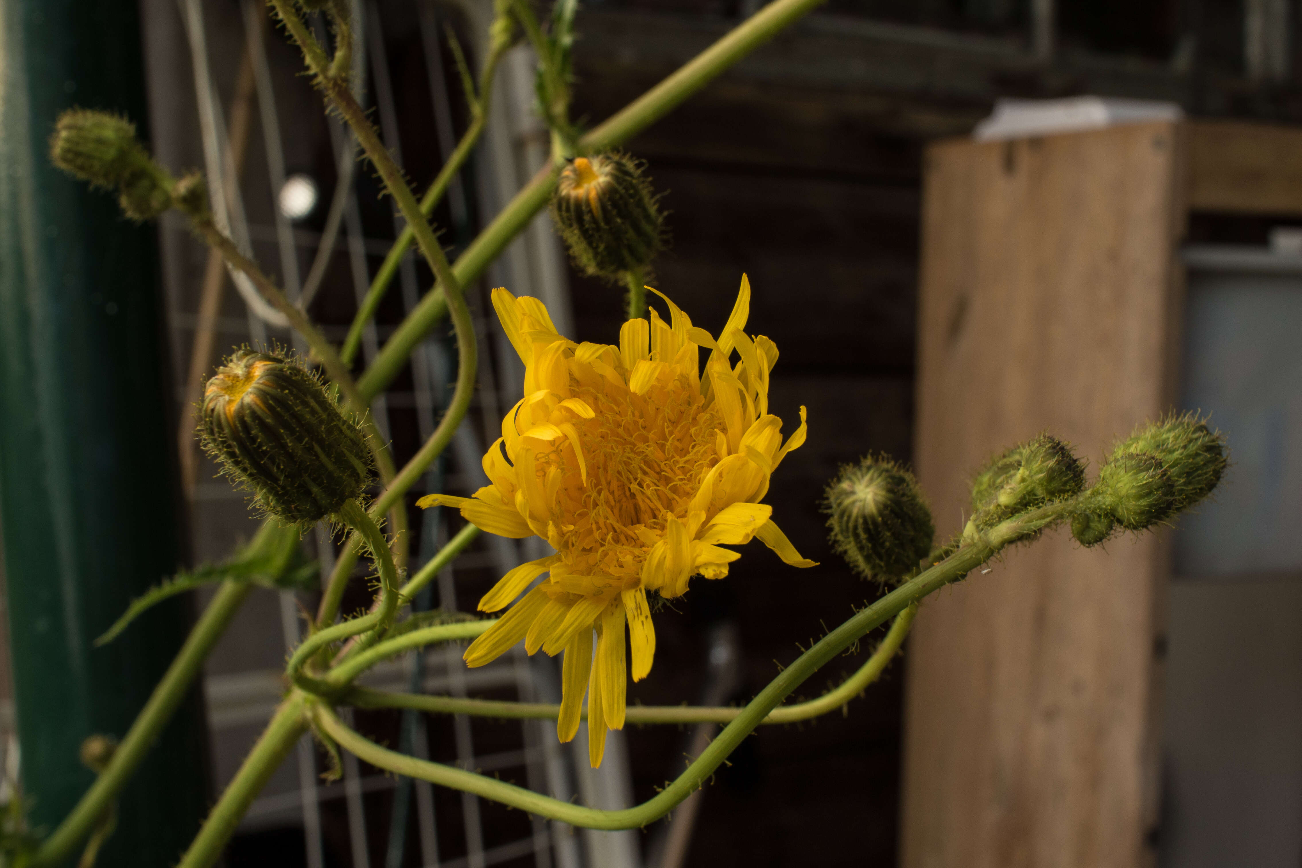 Plancia ëd Sonchus arvensis L.