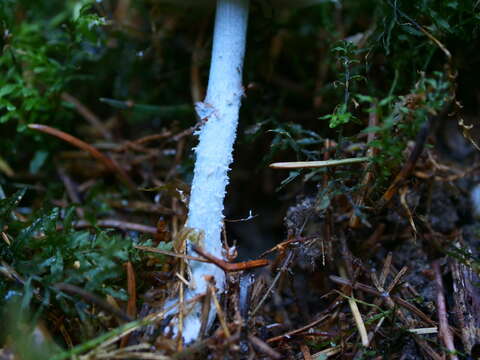 Plancia ëd Stropharia caerulea Kreisel 1979