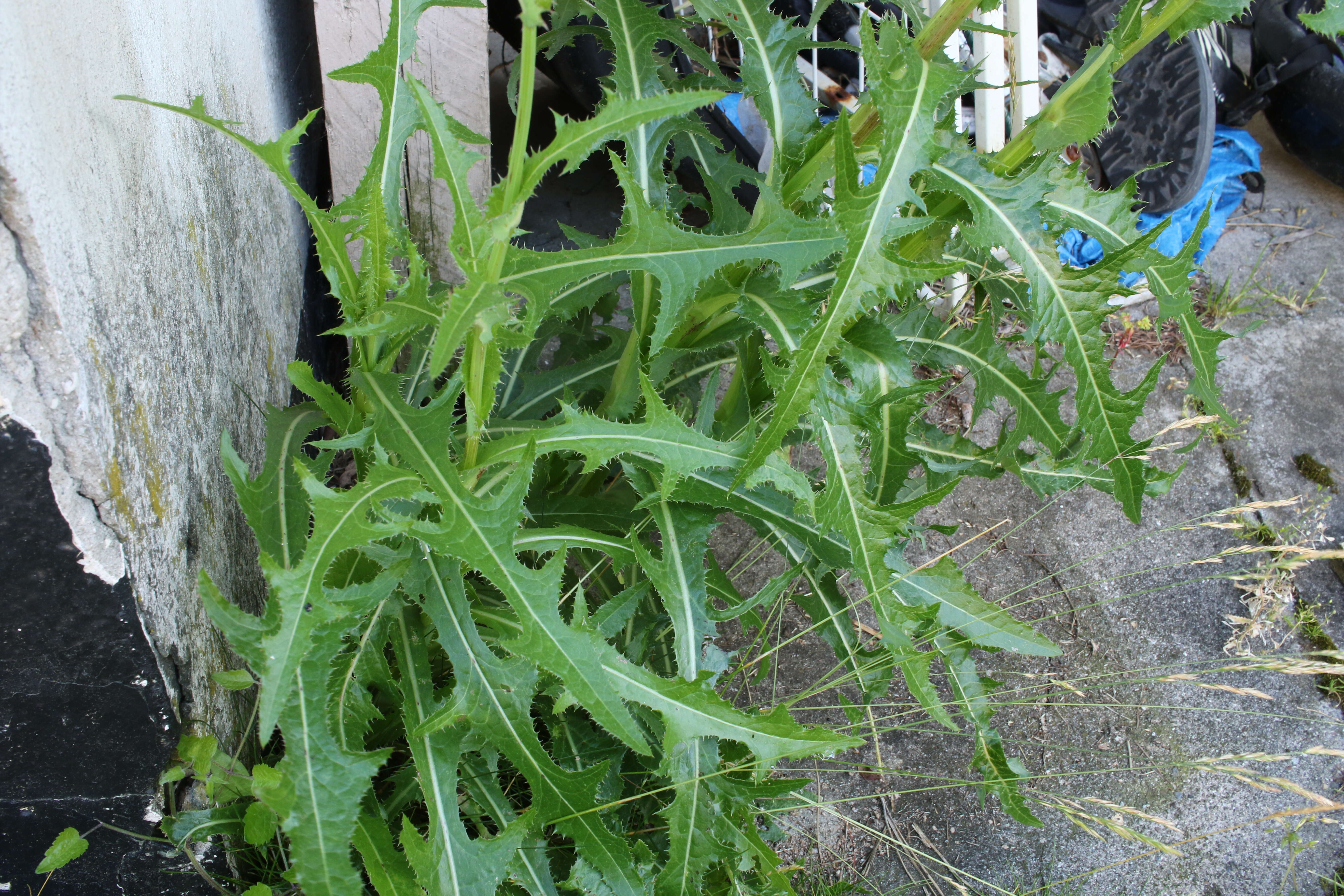 Plancia ëd Sonchus arvensis L.