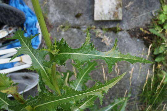 Plancia ëd Sonchus arvensis L.