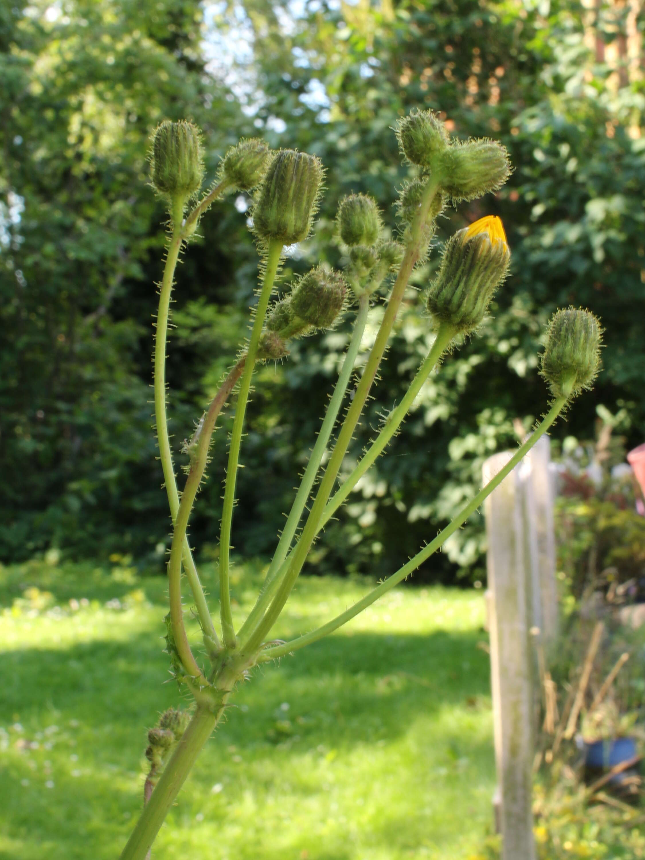 Plancia ëd Sonchus arvensis L.