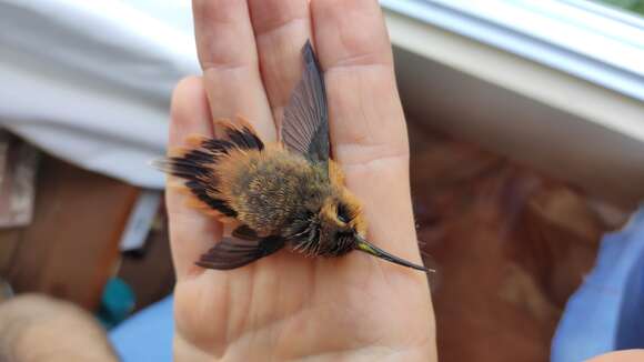 Phaethornis ruber (Linnaeus 1758) resmi