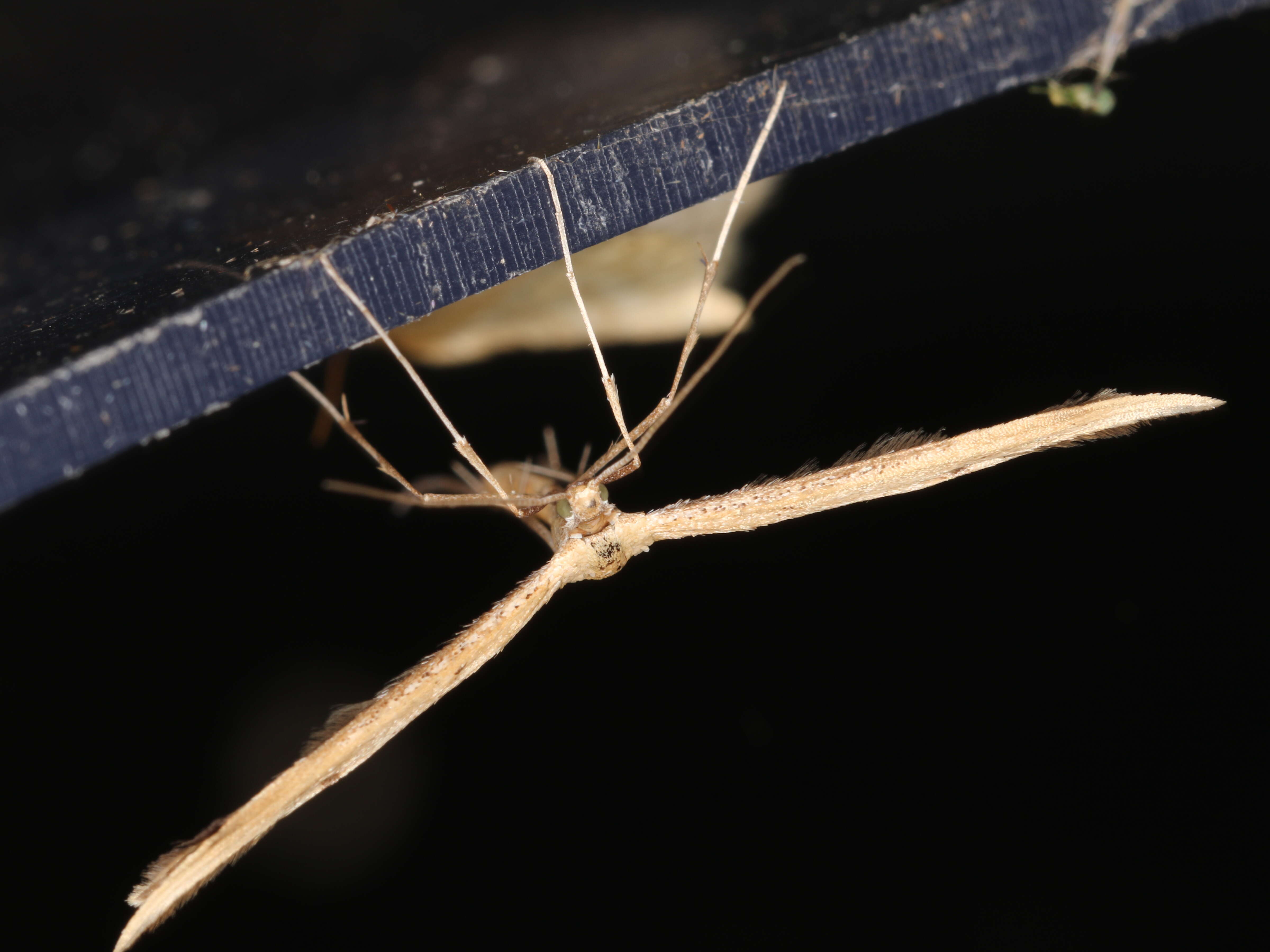 صورة Emmelina (Alucita) monodactyla (Linnaeus 1758)