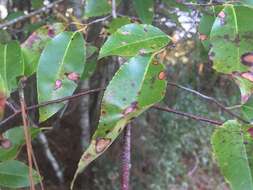 Image de Prunus serotina var. serotina