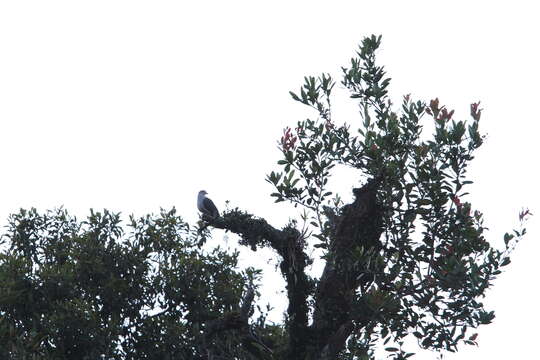 Image of Dark-backed Imperial Pigeon