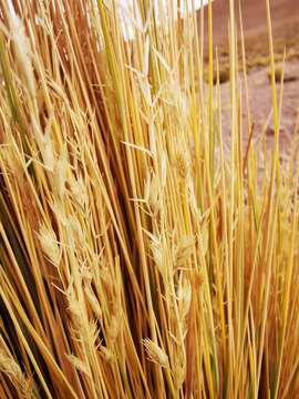 Image of Festuca chrysophylla Phil.