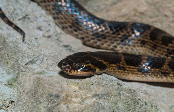 Image de Lycodon rufozonatus Cantor 1842