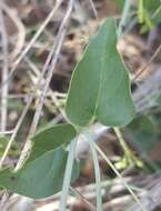 Image of Commicarpus scandens (L.) Standl.