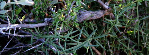 Image of Thesium triflorum Thunb. ex L. fil.