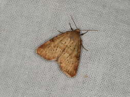 Image of small dotted buff