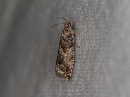 Image of beech moth