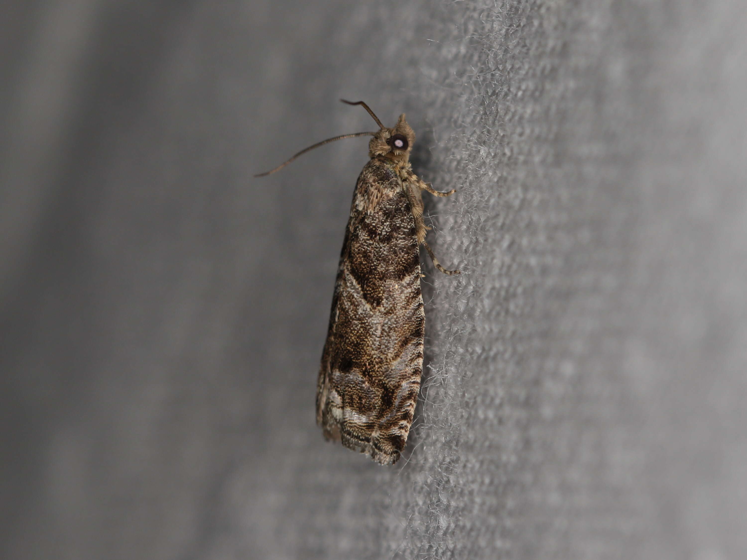 Image of beech moth