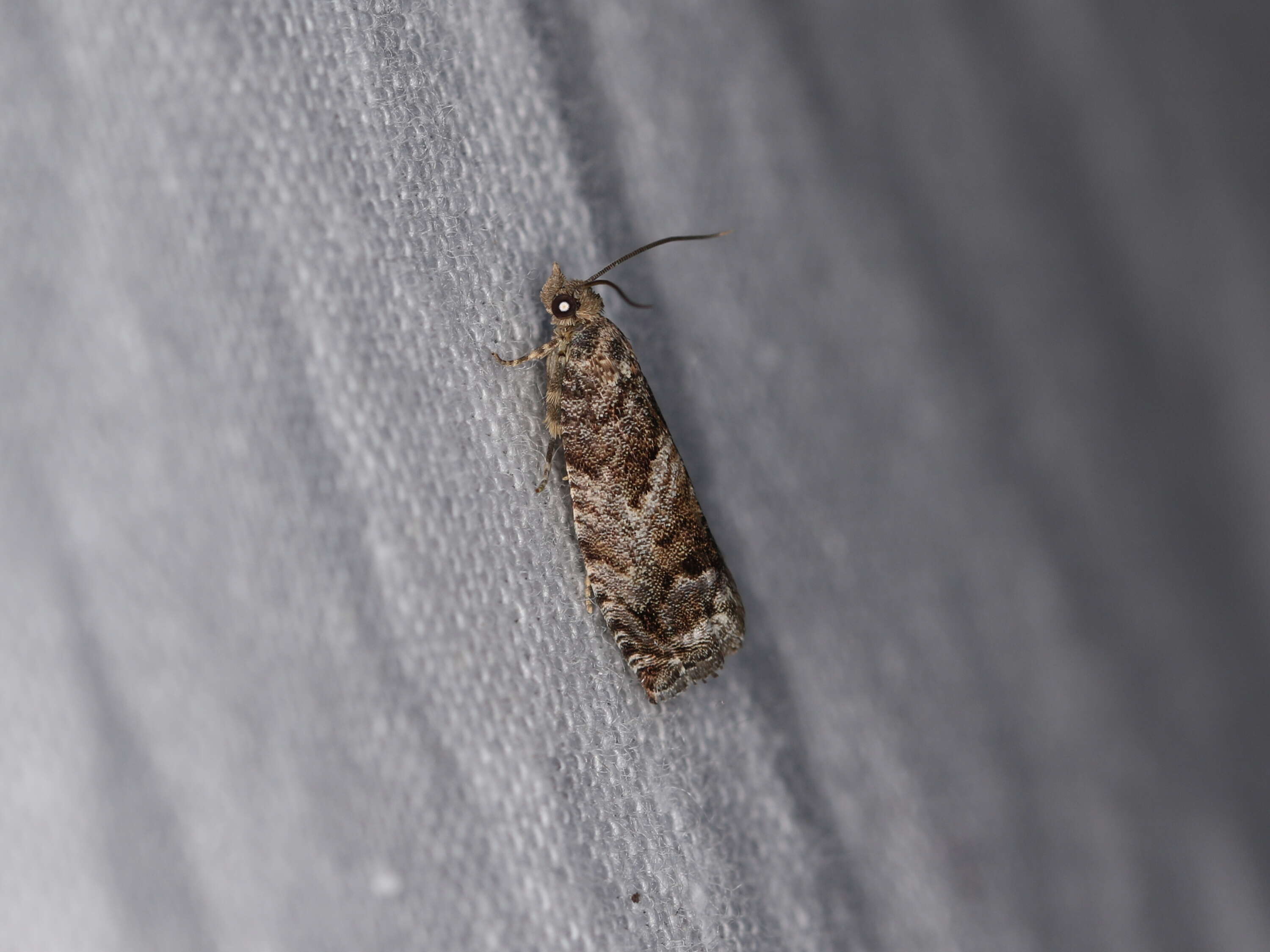 Image of beech moth