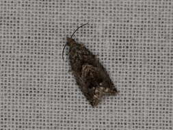 Image of beech moth