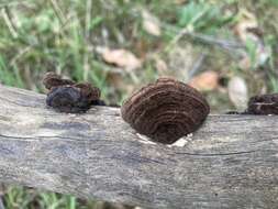 Image of Phaeotrametes decipiens (Berk.) J. E. Wright 1966