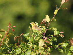 Image of Yellowhammer