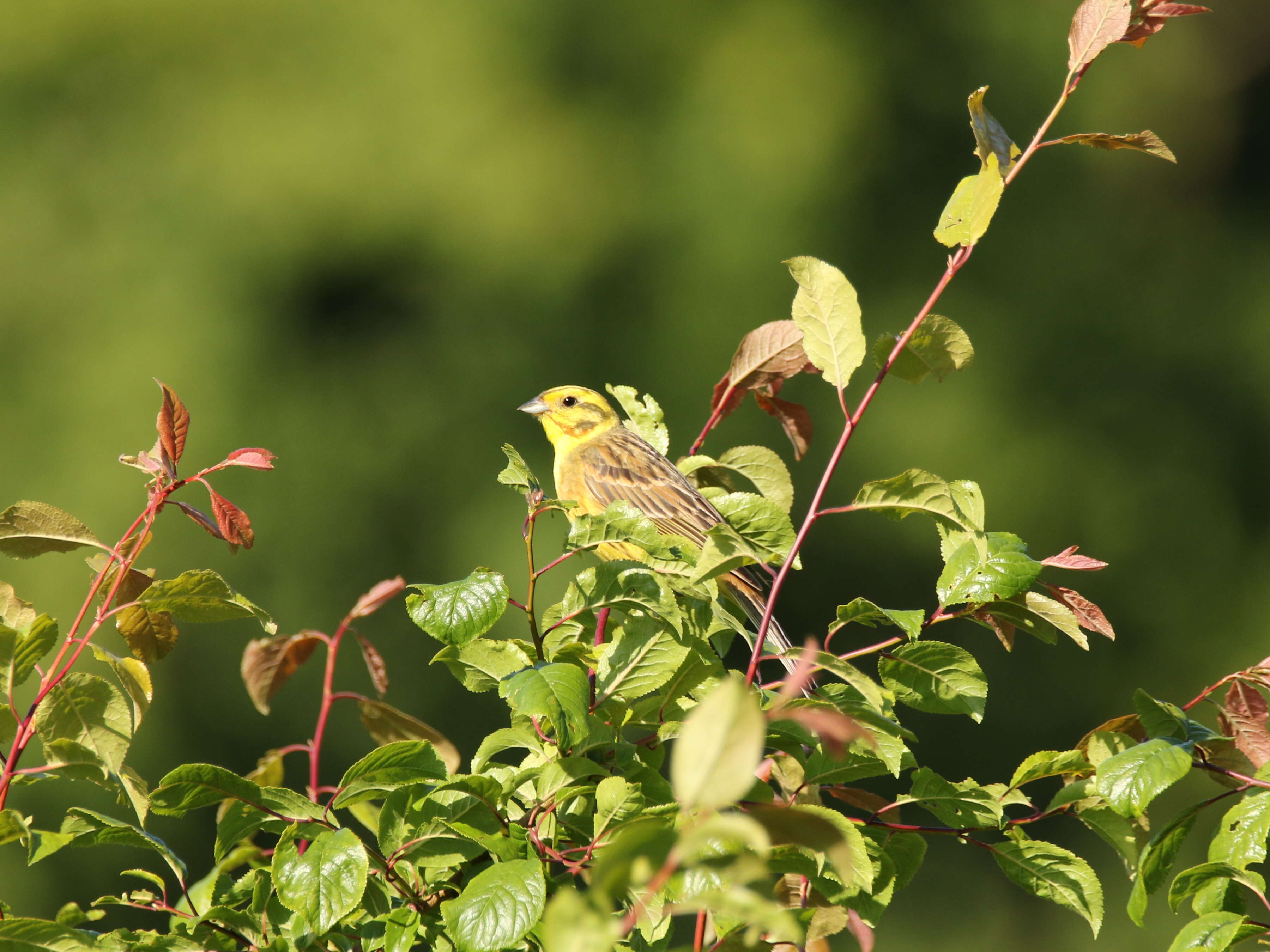 Image of Yellowhammer