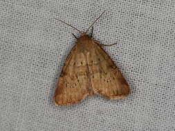 Image of small dotted buff