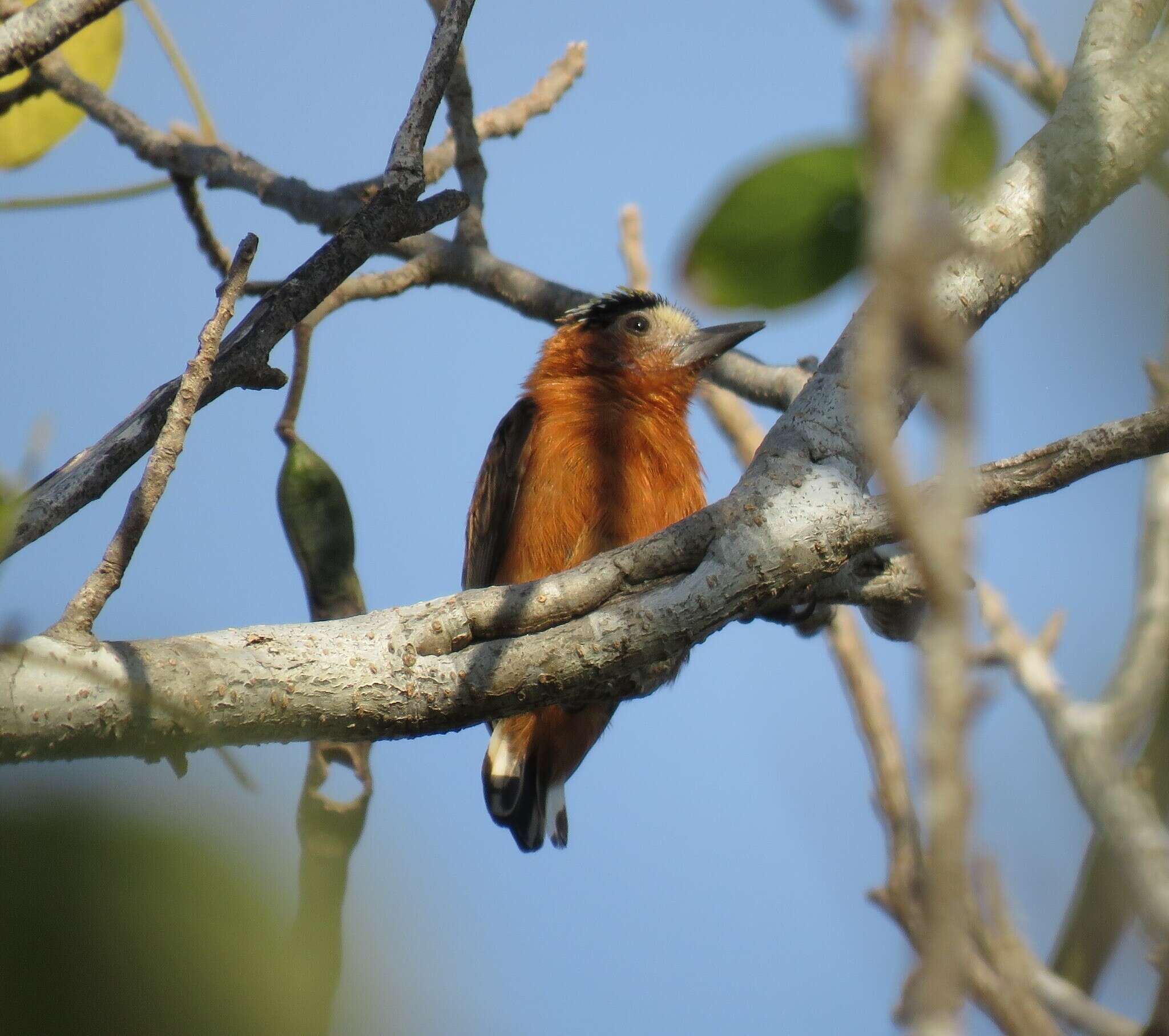 Image of Chestnut Piculet