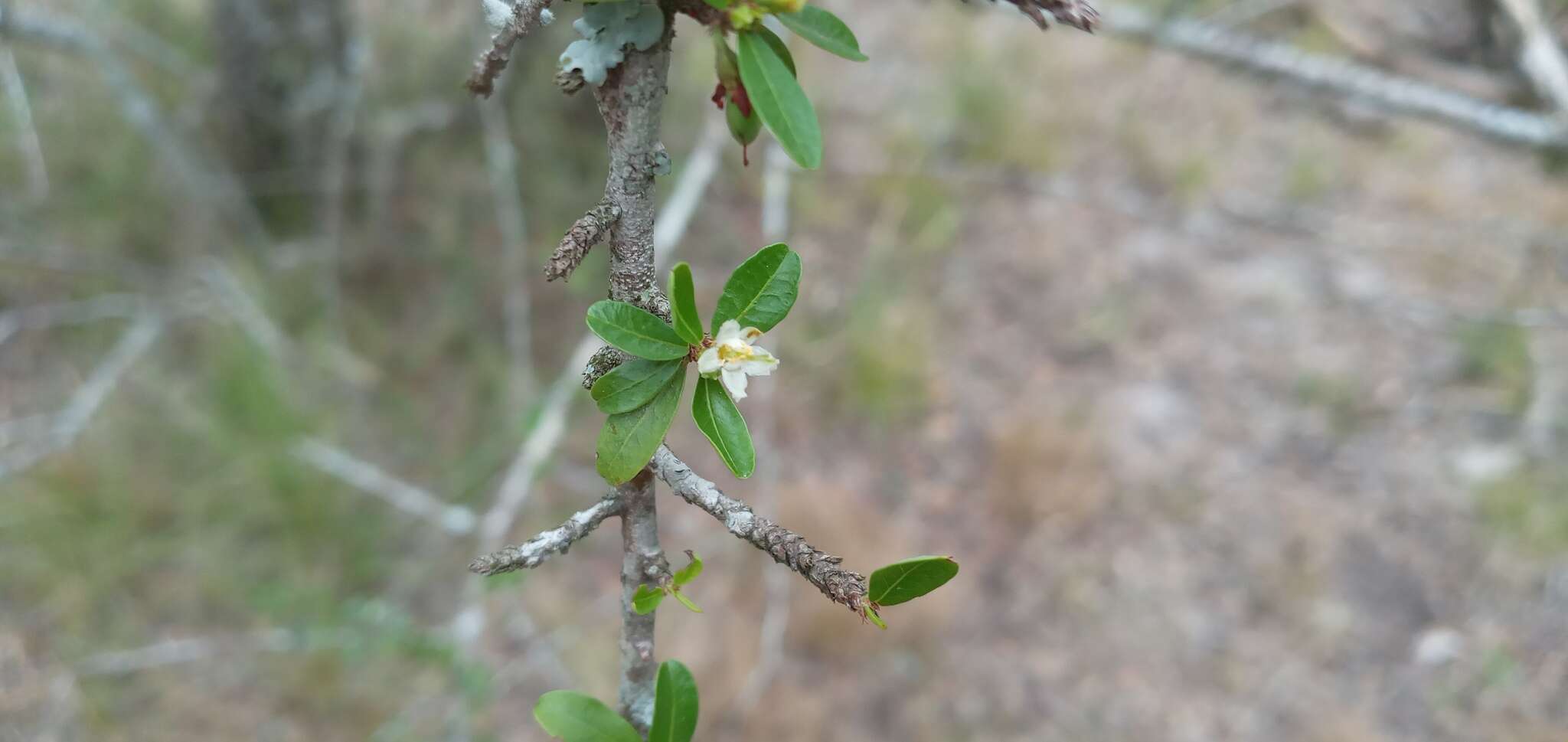 Erythroxylum cuneifolium (Mart.) O. E. Schulz的圖片