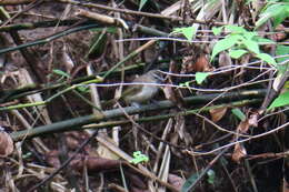 Image of White-browed Bulbul