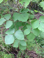 Слика од Pueraria montana var. lobata (Willd.) Sanjappa & Pradeep