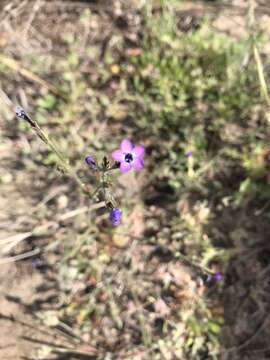 Imagem de Gilia tenuiflora subsp. arenaria (Benth.) A. D. & V. E. Grant