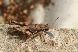 Melanoplus mancus (Smith & L. M. 1868)的圖片