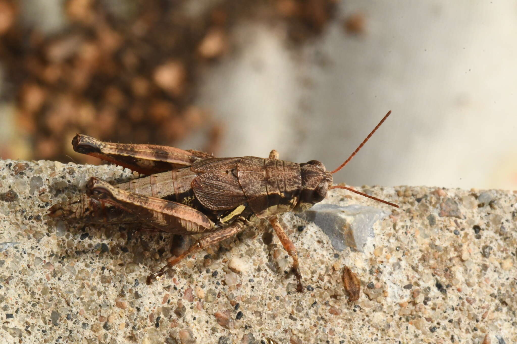 Image of Melanoplus mancus (Smith & L. M. 1868)