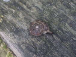 Image of Lapidary Snail