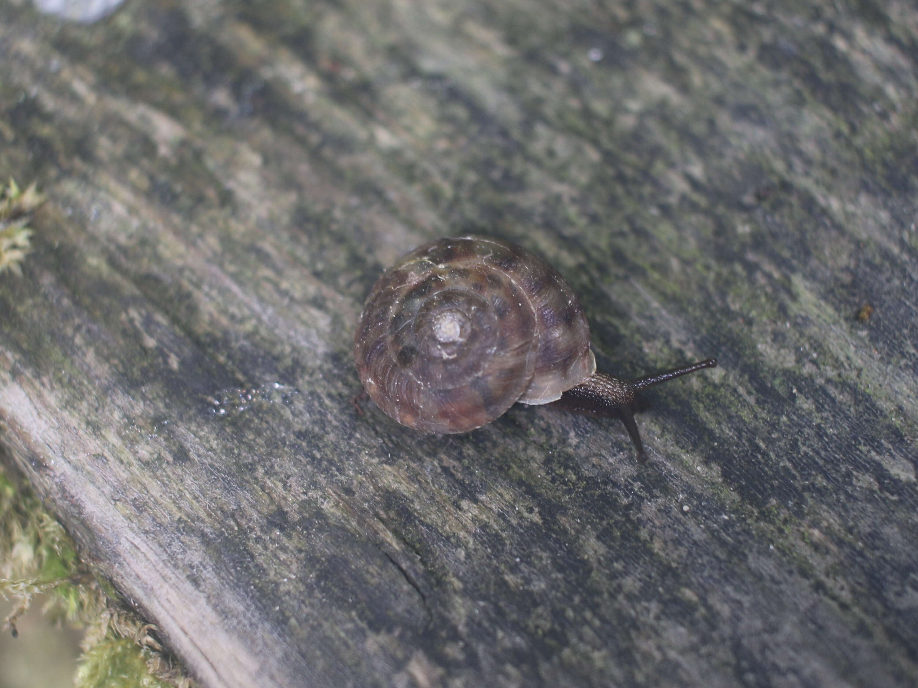 Image of Lapidary Snail