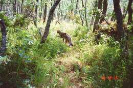 Image of European Wildcat