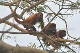 Image of ursine howler monkey