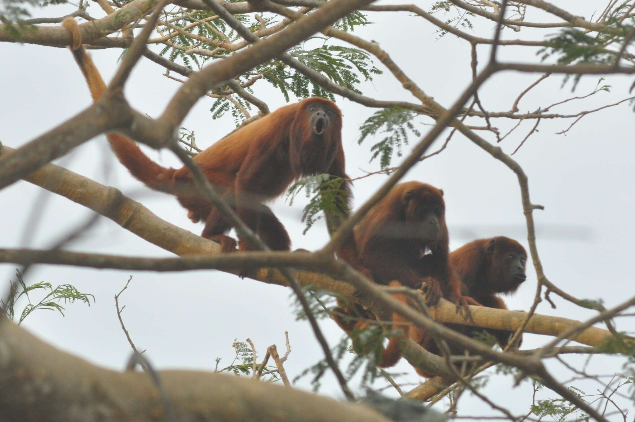 Image of ursine howler monkey