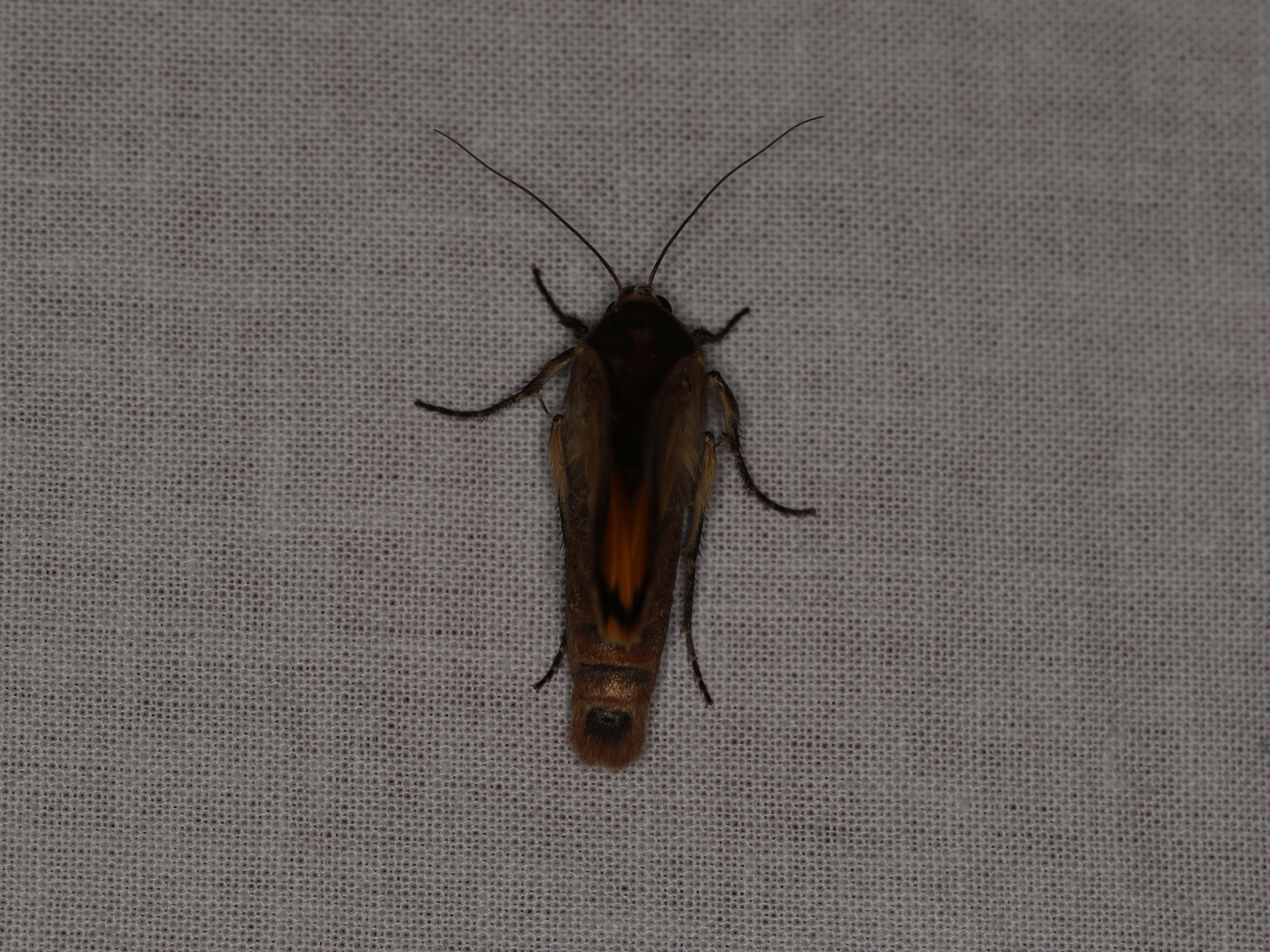 Image of Large Yellow Underwing