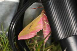 Image of elephant hawk-moth