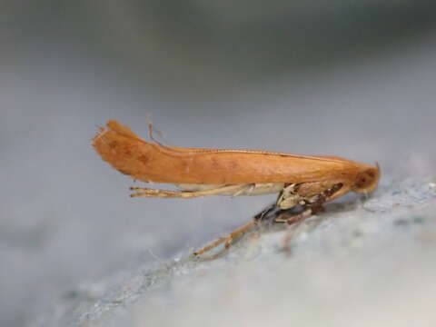 Image of Caloptilia elongella (Linnaeus 1761)