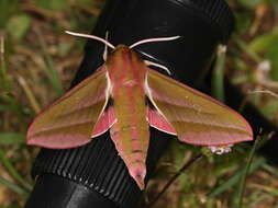 Image of elephant hawk-moth