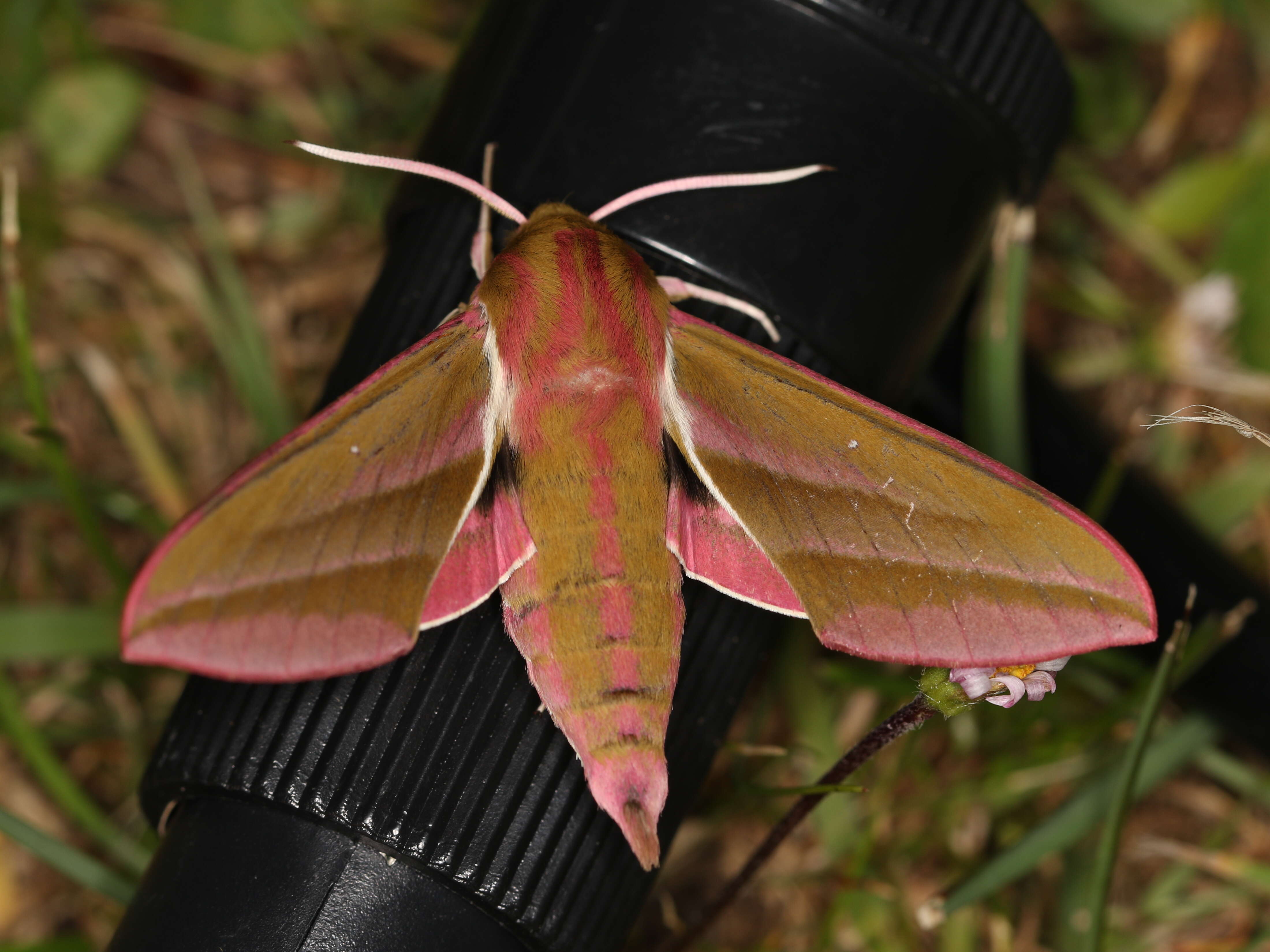 Image of elephant hawk-moth