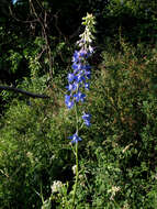 Delphinium schmalhausenii Albov.的圖片