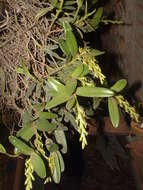 Image of Epidendrum cardiophorum Schltr.