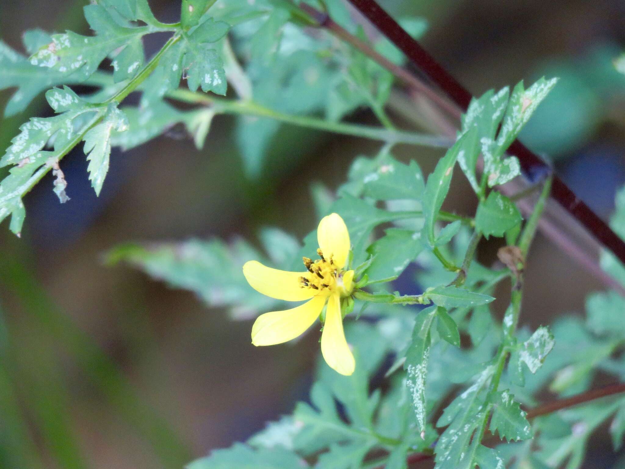 صورة Bidens aristosa (Michx.) Britt.